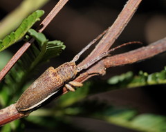 Rhytiphora decipiens