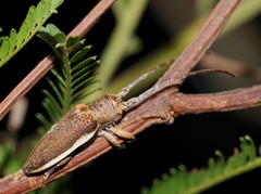 Rhytiphora decipiens