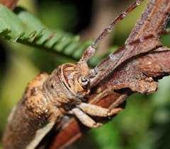 Rhytiphora decipiens