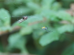 Leucauge regnyi