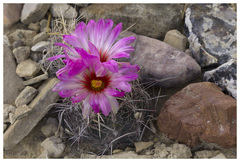 Thelocactus bicolor bicolor