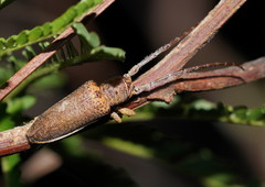 Rhytiphora decipiens