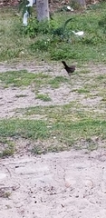 Turdus merula