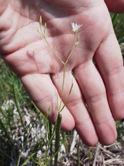 Stellaria palustris