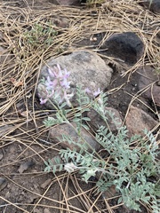 Astragalus andersonii