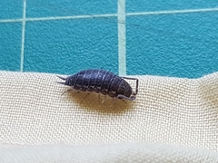 Porcellionides sexfasciatus