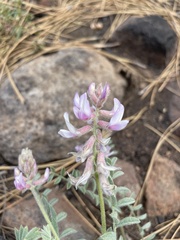 Astragalus andersonii