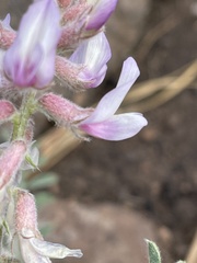 Astragalus andersonii