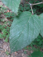 Magnoliopsida
