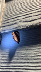 Phyllodesma americana