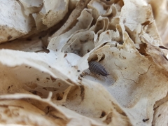 Porcellionides sexfasciatus