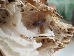 Porcellionides sexfasciatus
