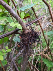 Exobasidium parvifolii