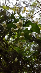 Clematis mauritiana image