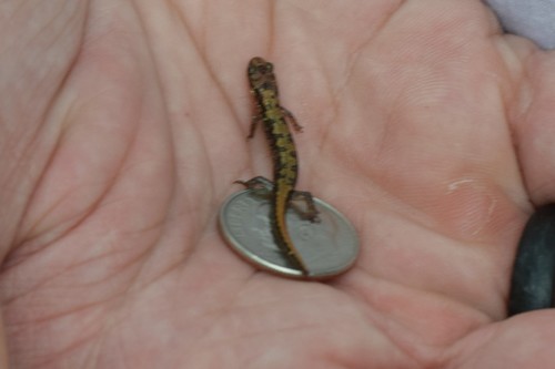 Desmognathus orestes