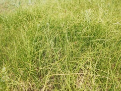 Carex duriuscula
