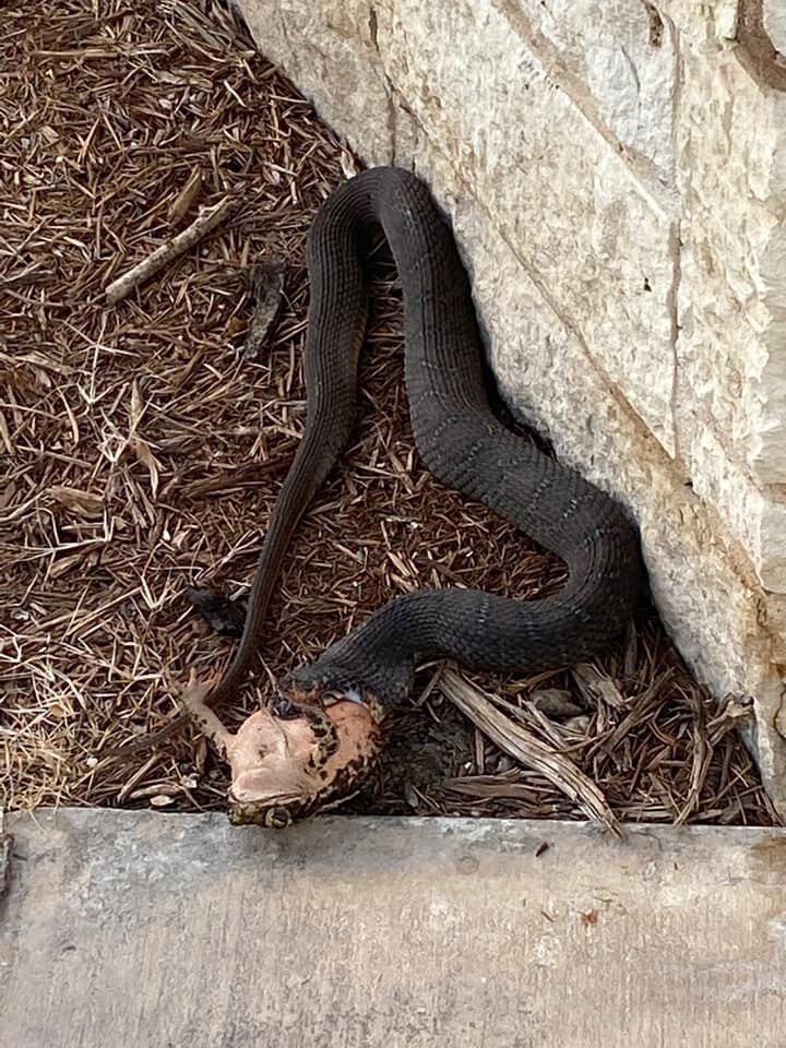 Plain-bellied Watersnake from 101 Ridgeview Ct, Georgetown, TX 78628 ...