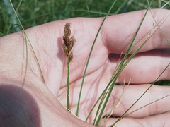 Carex duriuscula