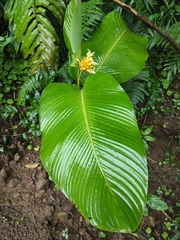 Goeppertia marantifolia