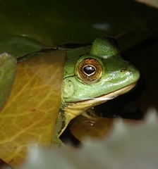 Euphlyctis hexadactyla