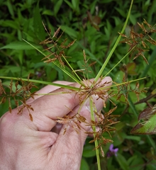 Cyperus intactus