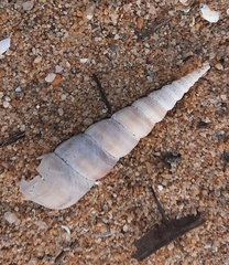 Turritellinella tricarinata
