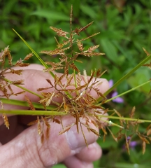 Cyperus intactus