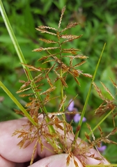 Cyperus intactus