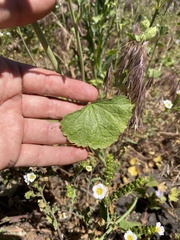 Sidalcea hickmanii parishii