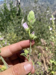 Sidalcea hickmanii parishii