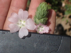 Sidalcea hickmanii parishii