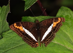 Adelpha corcyra collina