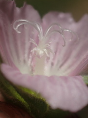 Sidalcea hickmanii parishii