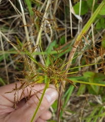 Cyperus intactus