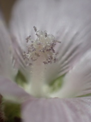 Sidalcea hickmanii parishii