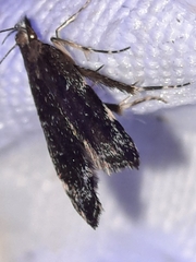 Eido trimaculella