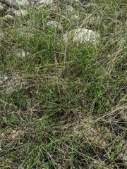 Digitaria heterantha