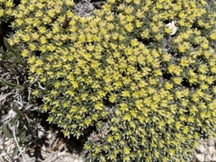 Eriogonum shockleyi