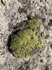 Eriogonum shockleyi