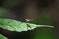 Cholomyia