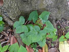 Typhonium roxburghii