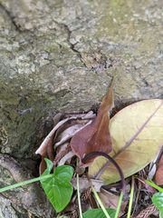 Typhonium roxburghii