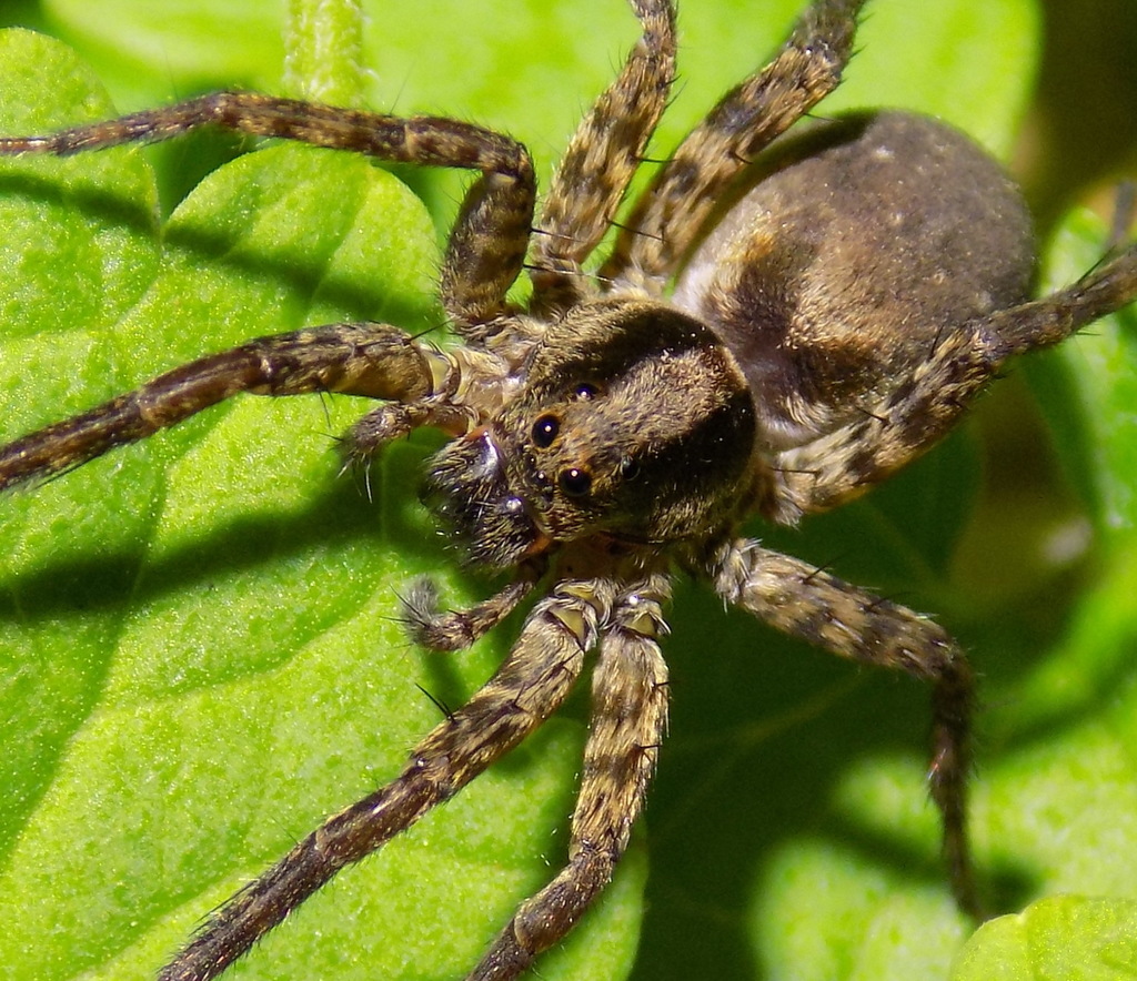 Brush-legged Spiders From New Hope, Al 35760, Usa On May 30, 2022 At 08 