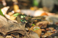 Leptogomphus sauteri formosanus