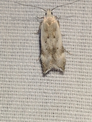 Coleotechnites invictella