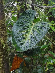 Philodendron verrucosum image