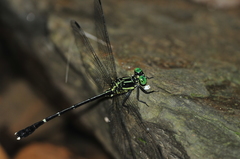 Leptogomphus sauteri formosanus