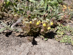 Castilleja ambigua