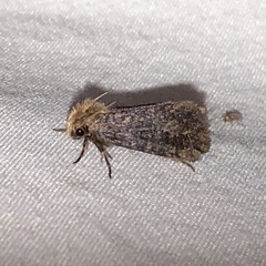 Acrolophus propinqua