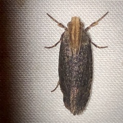 Acrolophus propinqua